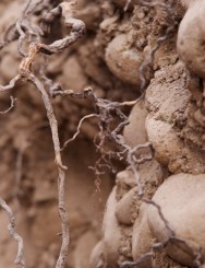 Roots in the Don Melchor vineyard of Concha y Toro