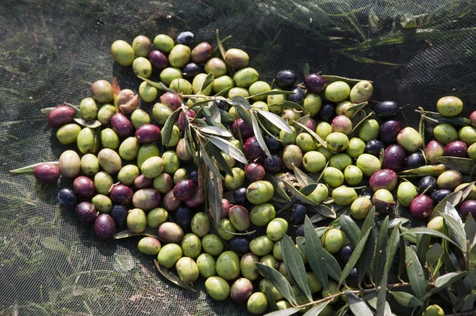 azeitonas-esporao