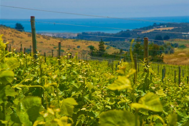 vineyard-with-ocean-view